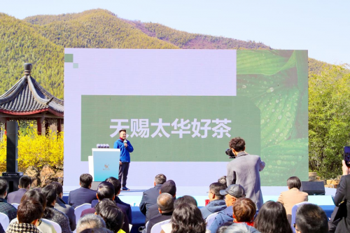 ‌2025年太华早春茶新品发布暨新茶品鉴会盛大开幕‌‌