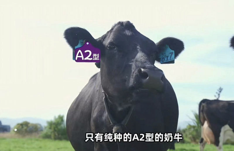 A2酪蛋白牛奶与普通牛奶的区别在哪，为何宝宝奶粉要选a2至初