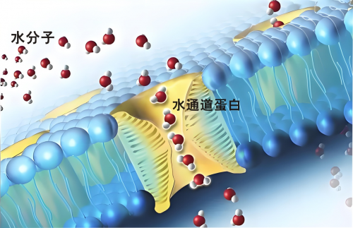 小分子水对健康的作用  广州凯康科技小分子活水仪太赫兹活水仪