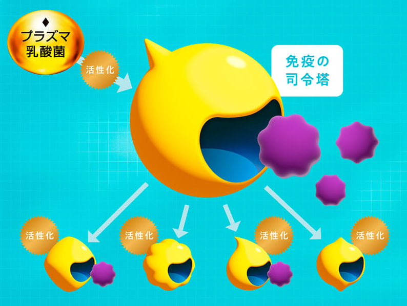 Plasma乳酸菌：日本风靡的"免疫调节专家"