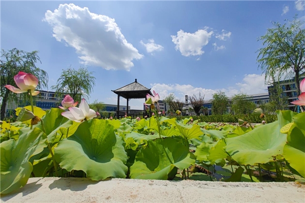 专科生逆袭新路径：免费修读顶尖学府同款微专业 ——全国首创+全国唯一，泰山科技学院推出专科生微专业