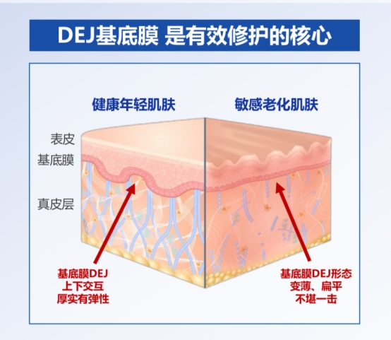 中国护肤品牌新高度！珀莱雅领跑基底膜修护抗皱