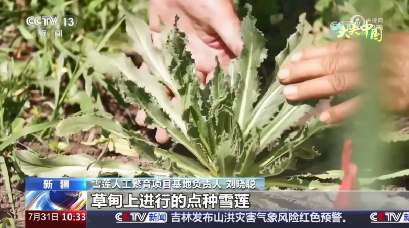 央视聚焦报道！金天国际雪莲繁育技术再获突破