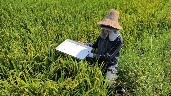 三十余载稻浪里的“虫情哨兵”