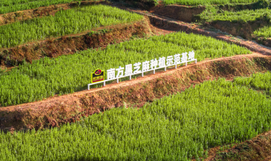 南方黑芝麻荣获尚普咨询集团多项市场地位声明