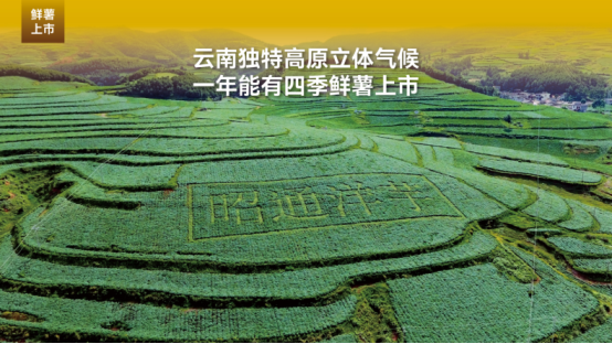 市场地位声明：噜咪啦 云贵薯片开创者，云贵薯片全国销量第一