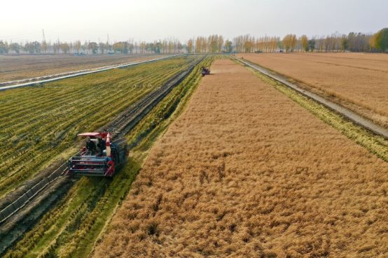 权威声明！袁谷农场获评“中国耐盐碱大米领导者”