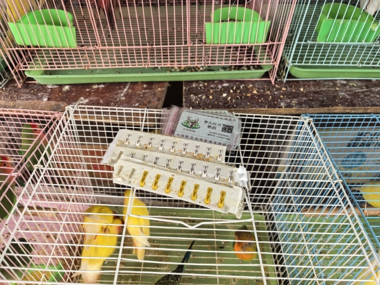 成都市双流区野生动物保护：鸟类非法猎捕贩卖专项治理