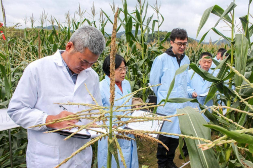 福建省第三届鲜食玉米新品种展示交流会在建瓯市成功举办